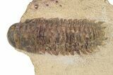 Bargain, Crotalocephalina Trilobite - Atchana, Morocco #341182-2